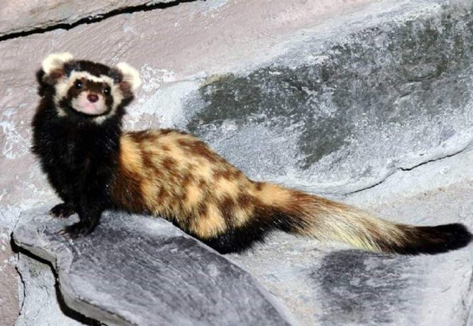 Перевязка, перегузна (Vormela peregusna): виды