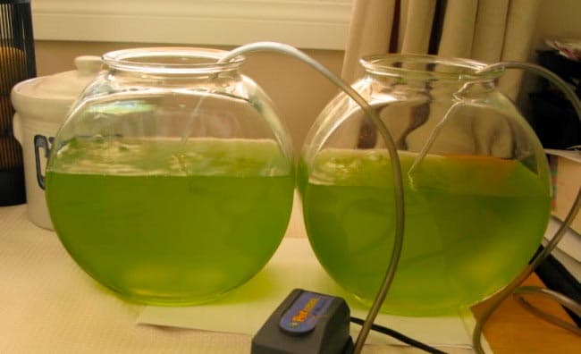 хранение живого гаммаруса