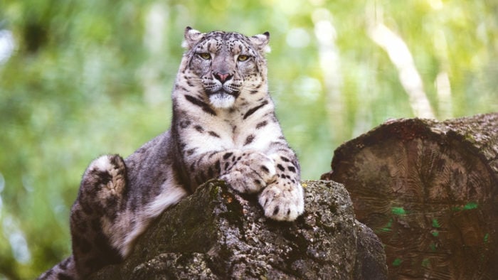 Охота на снежного барса запрещена во всем мире