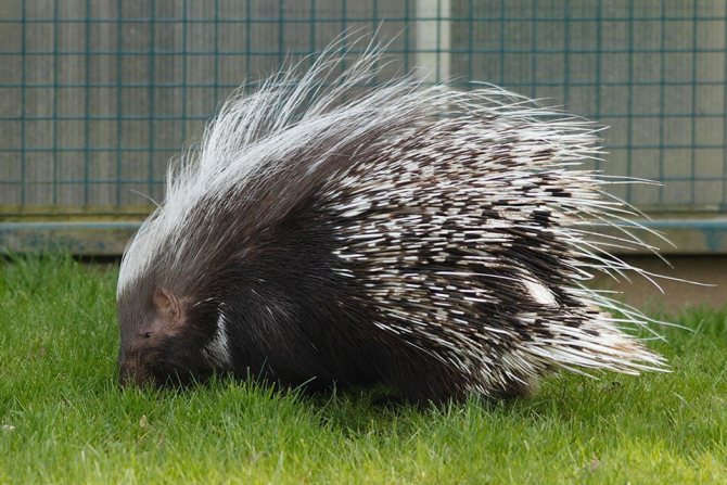 Самые колючие животные