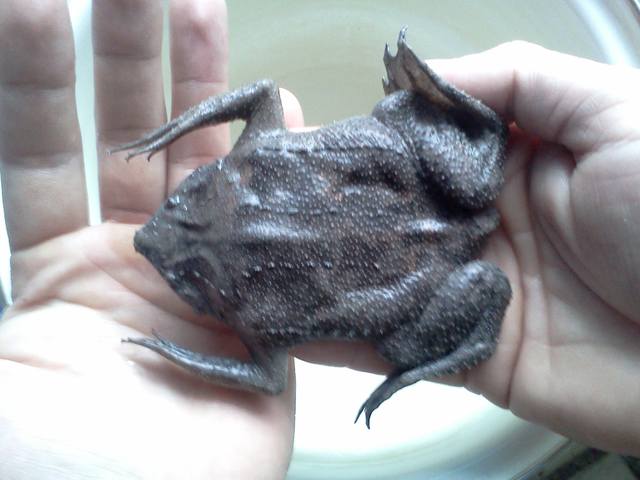 Жаба, которая вынашивает детей на спине