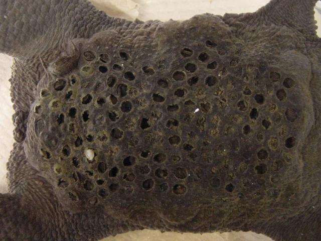 Жаба, которая вынашивает детей на спине