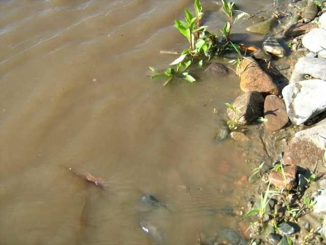 Жаба, которая вынашивает детей на спине