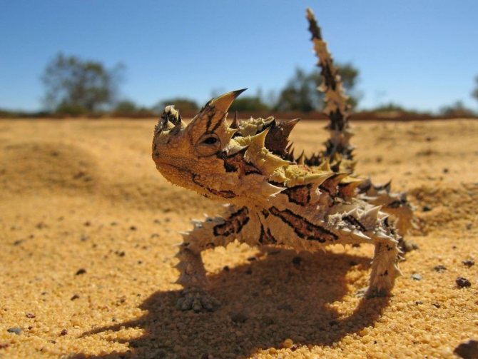Самые колючие животные