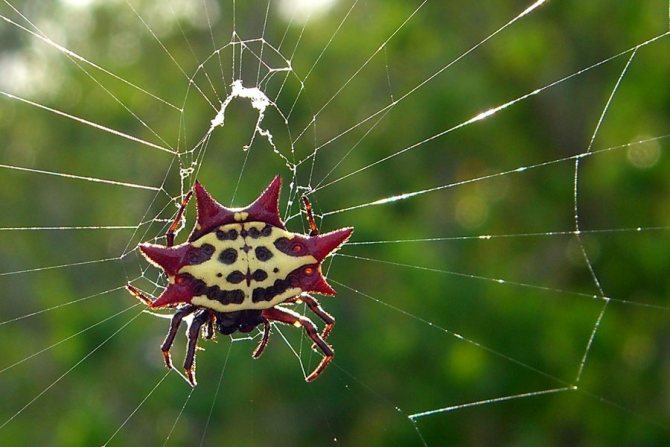 Самые колючие животные