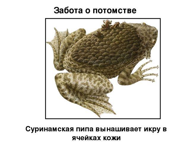 Жаба, которая вынашивает детей на спине