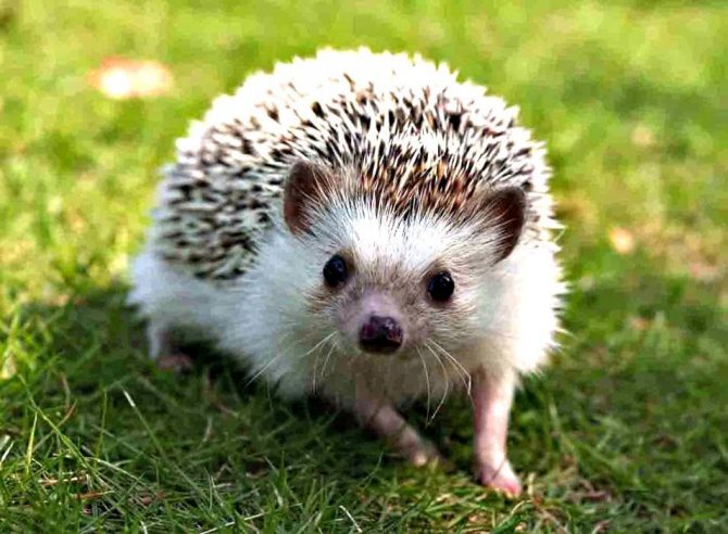 Самые колючие животные
