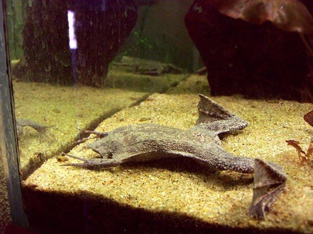 Жаба, которая вынашивает детей на спине