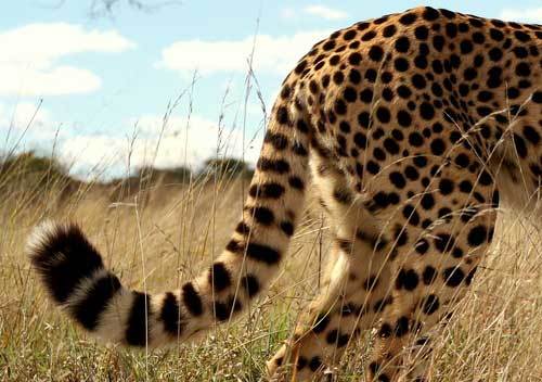 Гепард в дикой природе: характеристики, места обитания, образ жизни, питание и размножение гепардов