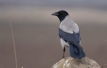 Описание вороны, функции, выбор, виды, питание, образ жизни