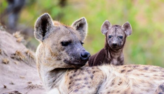 Гиена: семейство кошачьих или собачьих