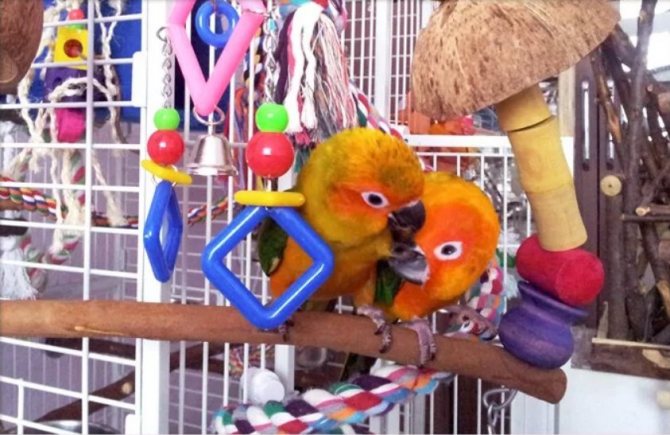 Игрушки для солнечного аратинга