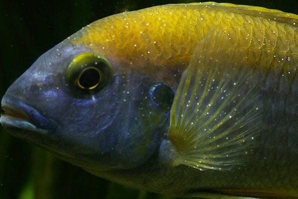 Ихтиофтироз