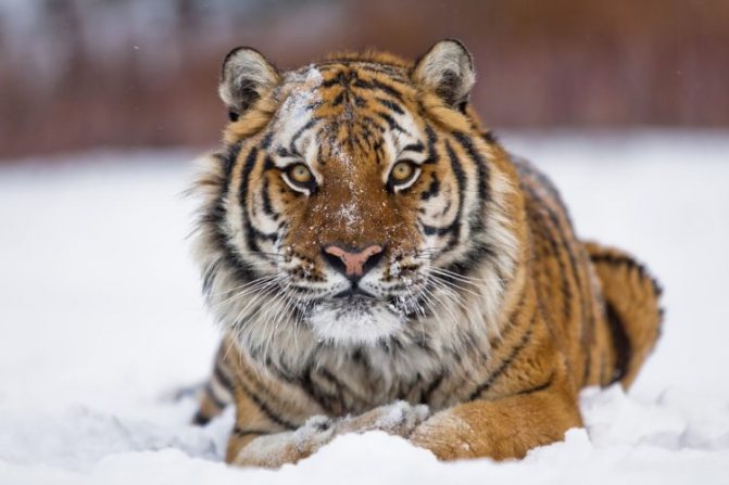 Тигры в Казахстане