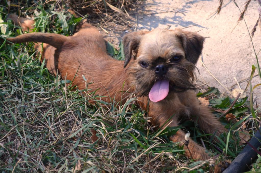 Брюссельский гриффон и бельгийский: происхождение и другие виды, описание породы собак