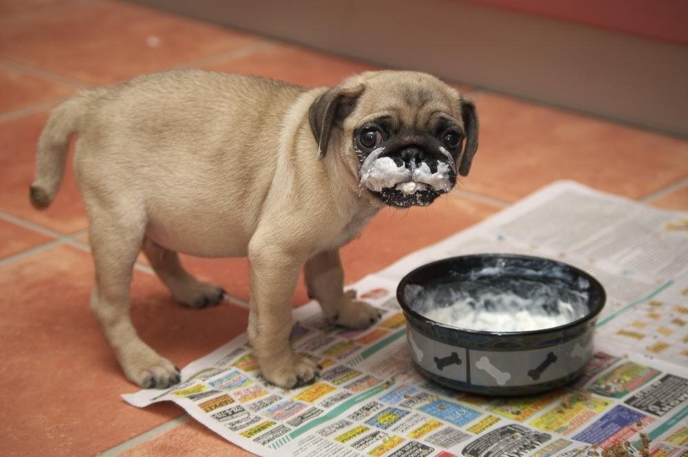 Можно ли собакам кукурузу и кукурузную кашу, и как лучше давать: вареную или сырую