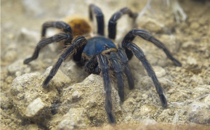 Интересные факты о тарантулах: о их долголетии, добром нраве и другое