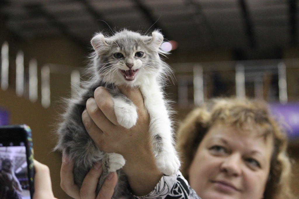 Редкие породы кошек: описания с названиями, экзотические, дорогие