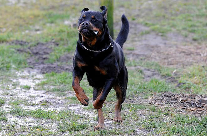 ротвейлер