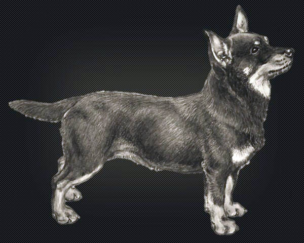 ланкаширский хилер, ланкаширский хилер фото, ланкаширский хилер порода, ланкаширский хилер разведение, ланкаширский хилер, ланкаширский хилер видео, ланкаширский хилер собака, ланкаширский хилер цена, ланкаширский хилер характер