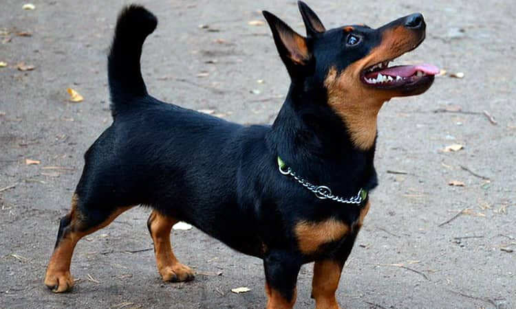 плюсы и минусы ланкаширского хиллера