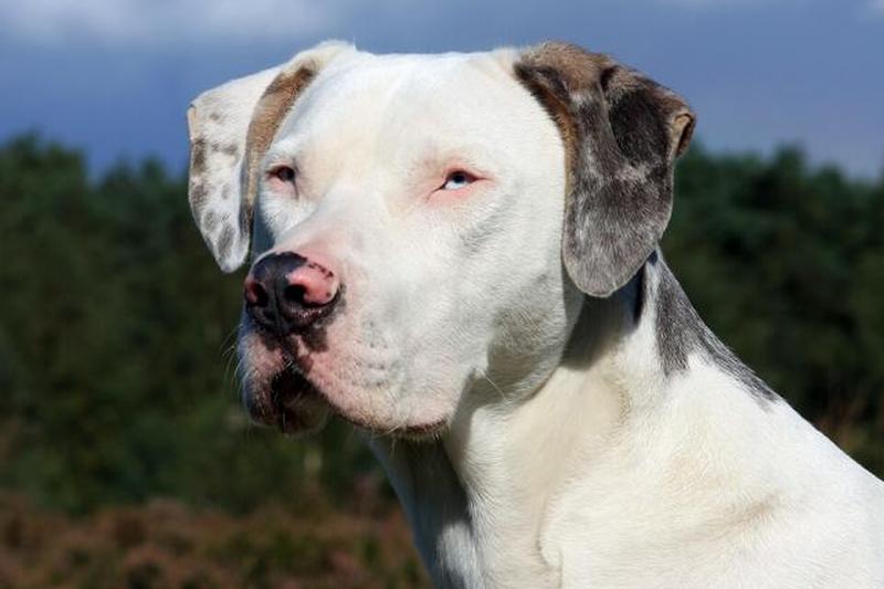 Преимущественно белая катахула