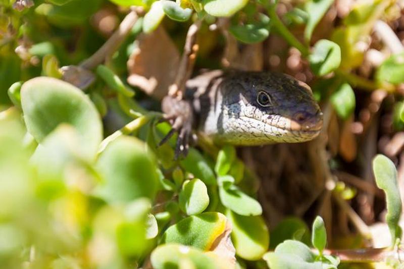 Синеязычный сцинк (Tiliqua) среди растений