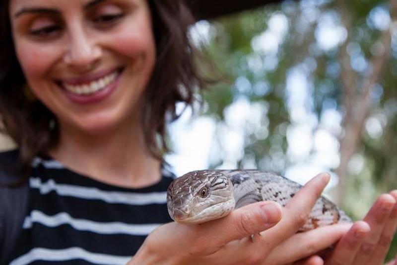 Женщина держит синеязычного сцинка