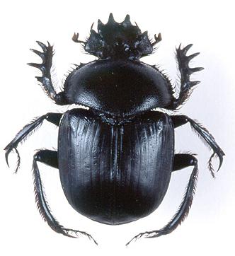 Священные животные Египта: бык древних египтян Апис