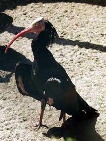 Священные животные Египта: бык древних египтян Апис