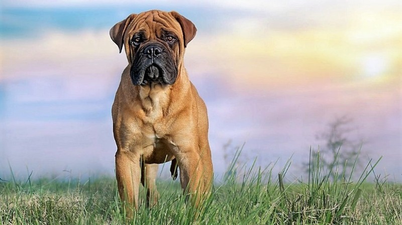 Познавательный рейтинг из 10 самых агрессивных пород собак во всем мире