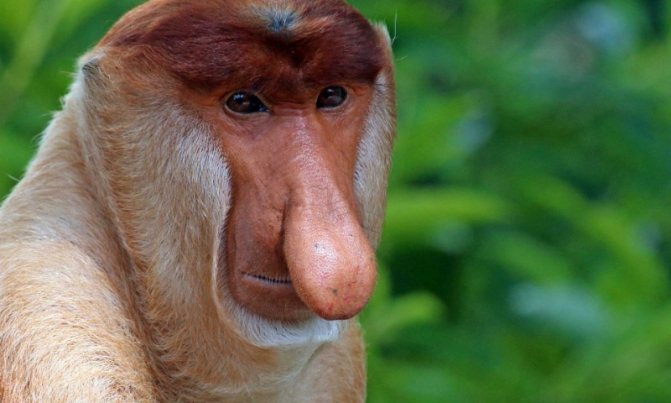 Необычные животные с самыми большими носами