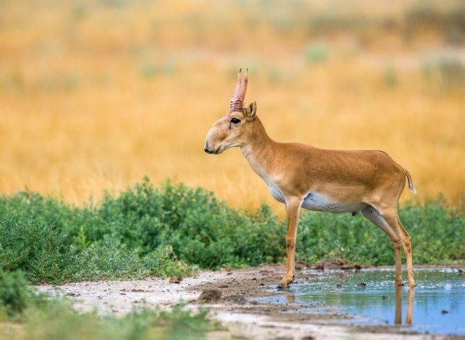 Необычные животные с самыми большими носами