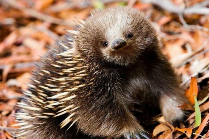 Самые колючие животные