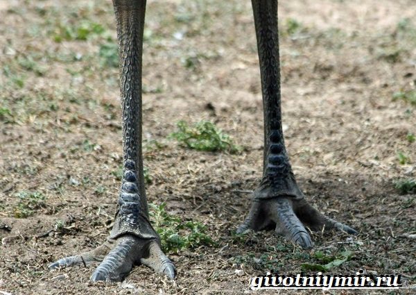 Нанду-страус-образ жизни-и-среда обитания-15