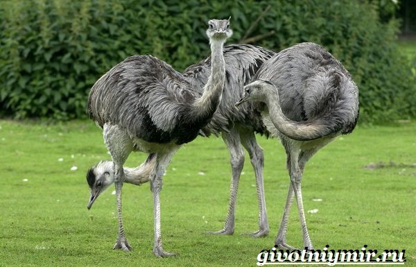 Нанду-страус-образ жизни-и-среда обитания-страуса-Нанду-2