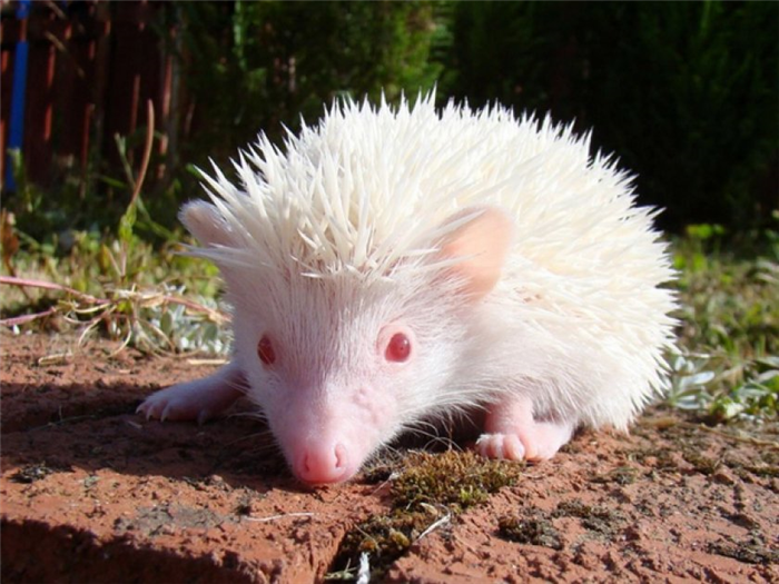 Африканский карликовый ёжик
