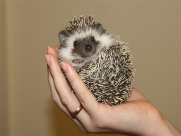 Африканский карликовый ёжик