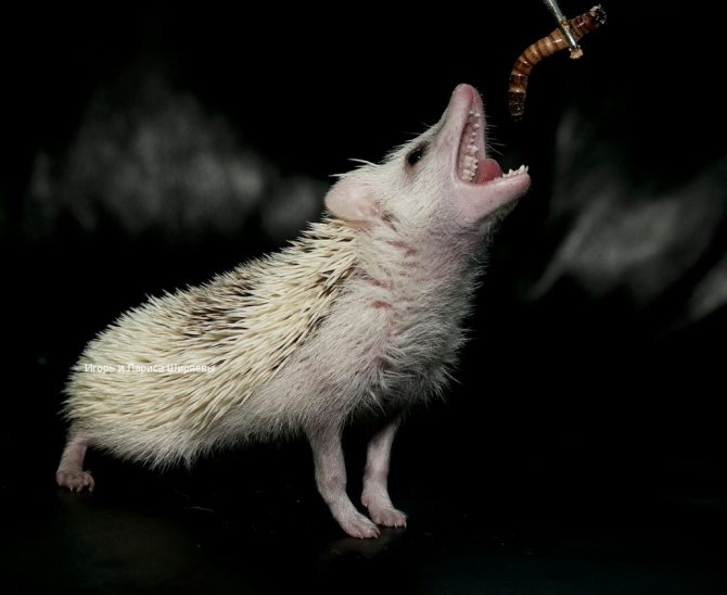 Африканский ёжик