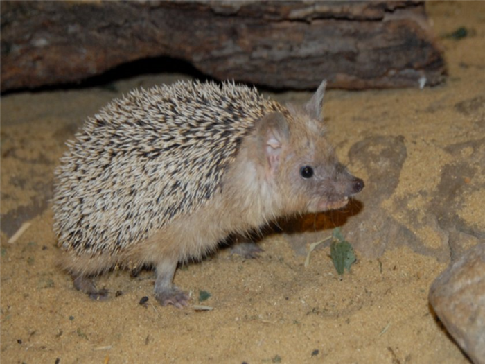Африканский карликовый ёжик