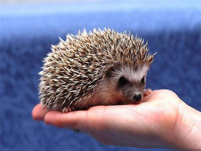 Домашний карликовый ёжик