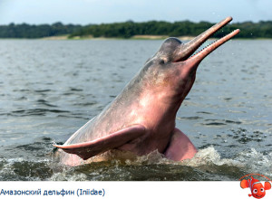 речные дельфины
