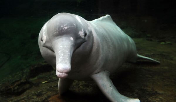 Фото: животное речной дельфин