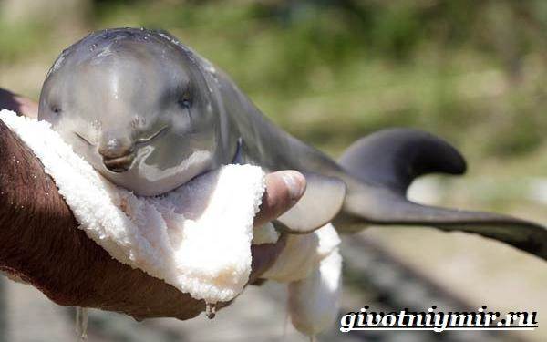 Река-дельфины-река-дельфины-образ жизни и среда обитания-6