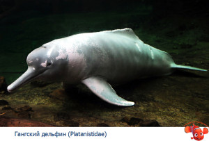 речные дельфины