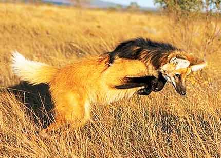 Гривастый волк фото