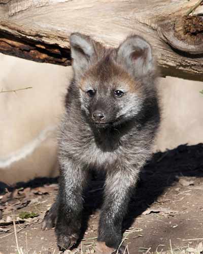 Гривистый волк фото