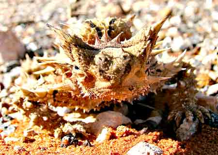 Ящерица Молох, фото