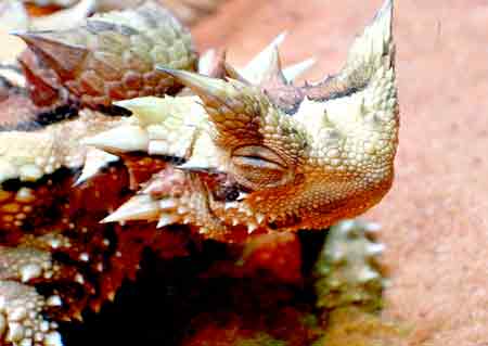 Ящерица Молох, фото