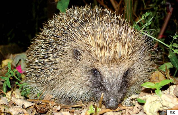 О лесных животных